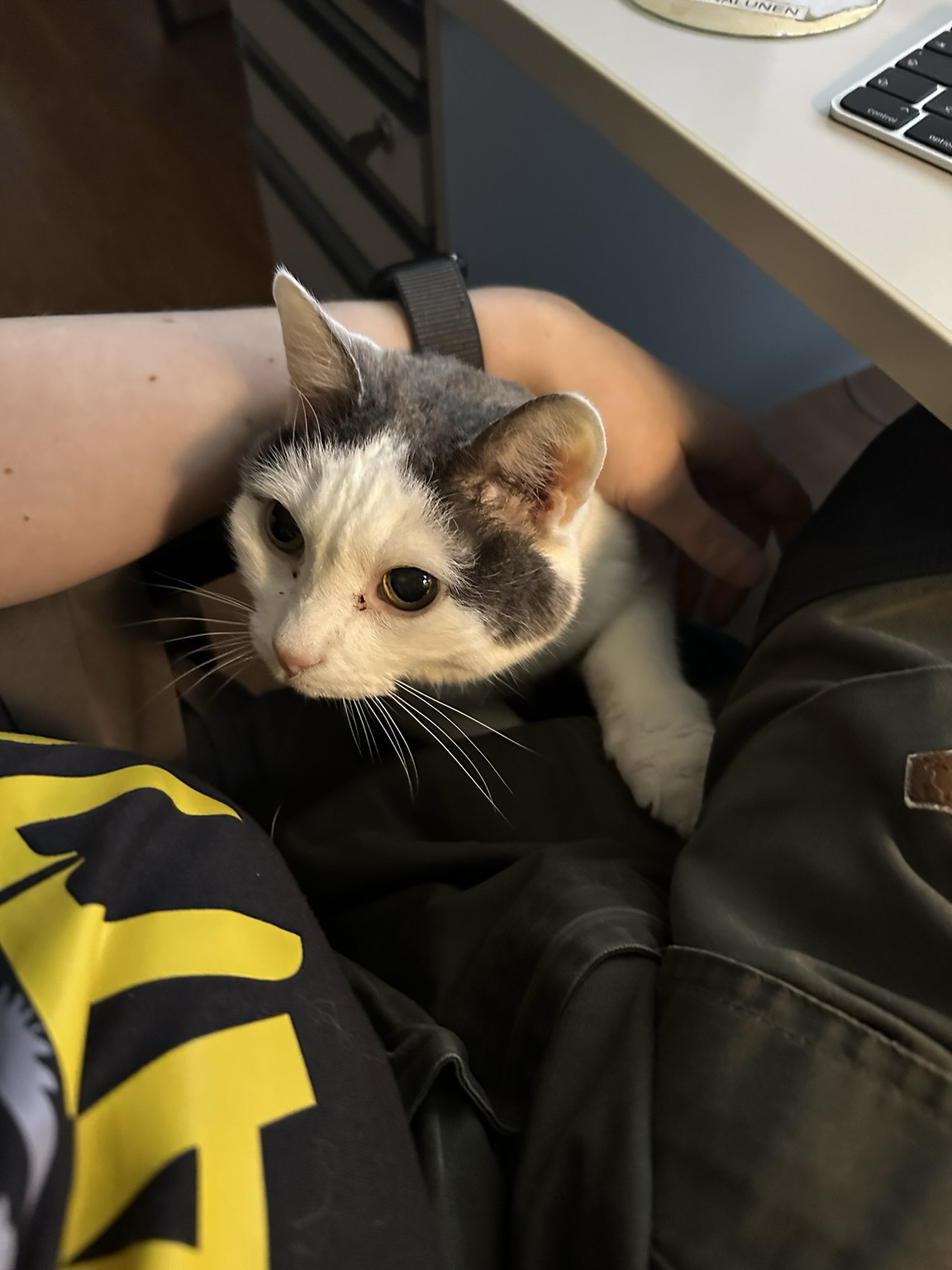 A white and grey cat begging to jump on human's lap