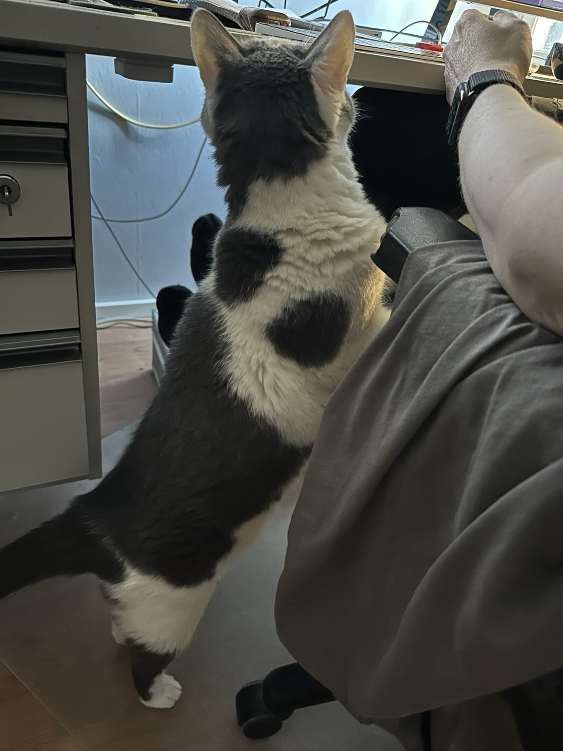 Like previous picture, but seen from the side. The cat is standing on his hindlegs.