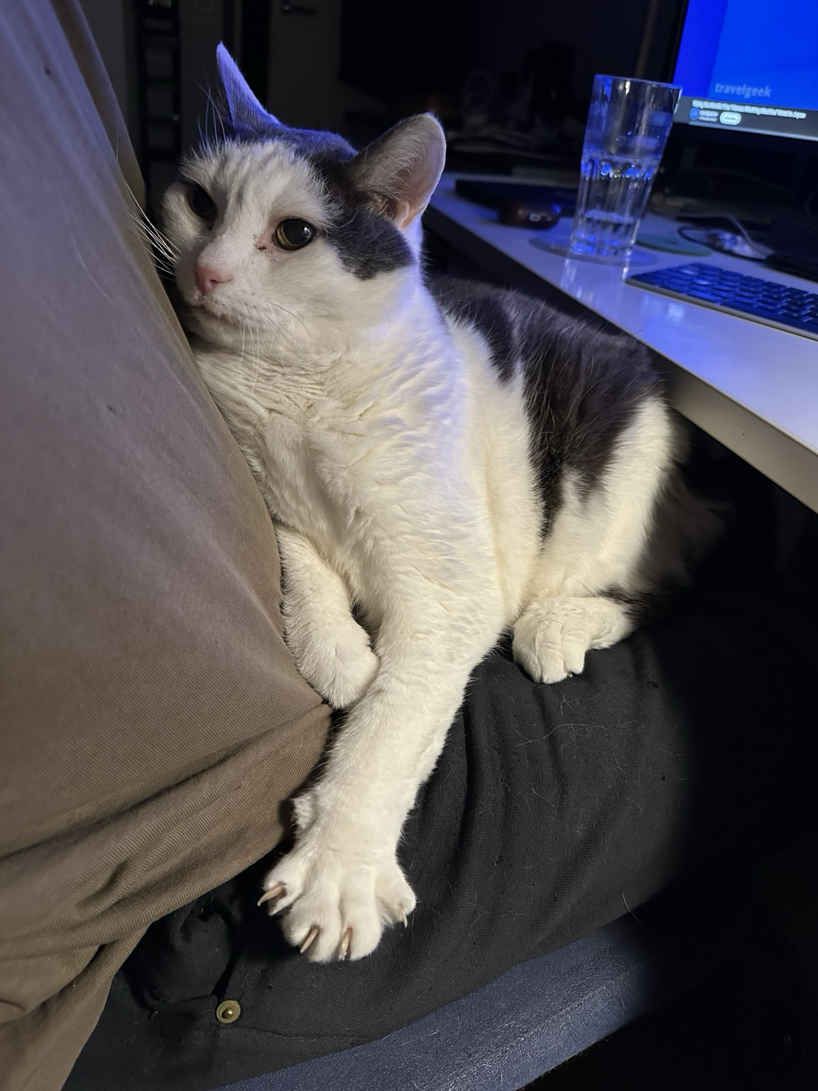 A white and grey cat in lap, with one of its paws spread out and claws extended.