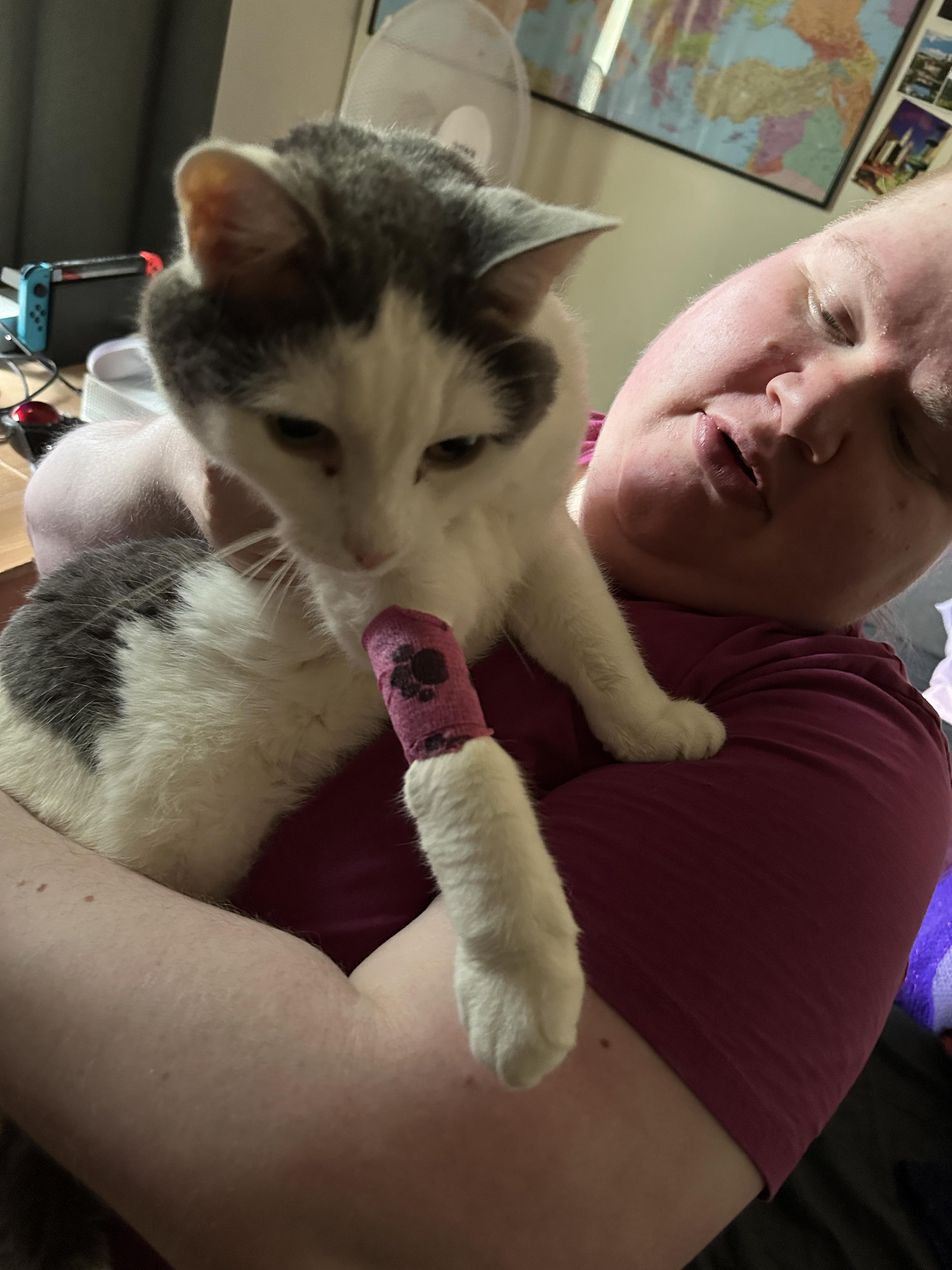 A white and grey cat held in lap. The cat has a purple bandaid with a paw print on it.